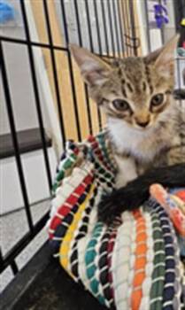 A138874 -  Domestic Short Hair Cat for Adoption in Palmetto, Florida - A138874 | PetCurious