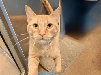 HOPSCOTCH -  Domestic Short Hair Cat for Adoption in Martinez, California - HOPSCOTCH | PetCurious