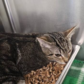 Domestic Short Hair Cats Available for Adoption in Medford, Oregon - Forest | PetCurious