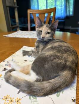 Pinky -  Calico Cat for Adoption - Pinky | PetCurious