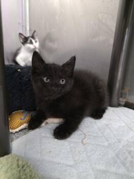 Cora -  Domestic Short Hair Cat Available for Adoption in Sevierville, Tennessee - Cora | PetCurious