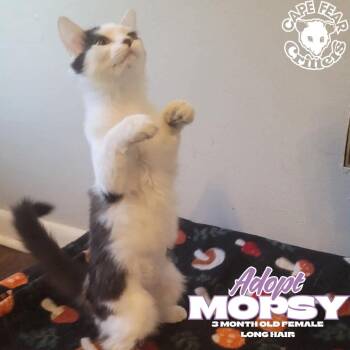 Mopsy -  Domestic Short Hair Cat for Adoption in Wilmington, North Carolina - Mopsy | PetCurious