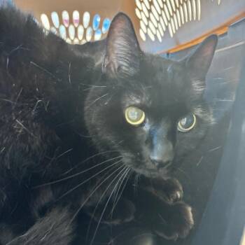 Domestic Short Hair Cats Available for Adoption in Clearwater, Florida - Violet | PetCurious