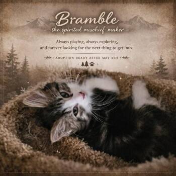 Domestic Long Hair Cats Available for Adoption in Pineville, Louisiana - Bramble | PetCurious