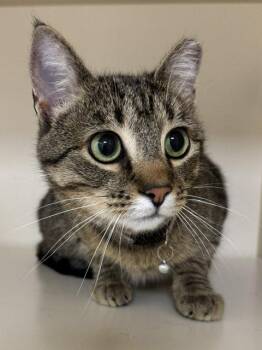 Domestic Short Hair Cats Available for Adoption in Lancaster, Pennsylvania - Wallie Girl | PetCurious
