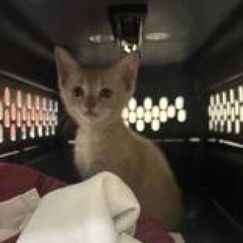 Randy -  Domestic Short Hair Cat for Adoption in Charleston, South Carolina - Randy | PetCurious