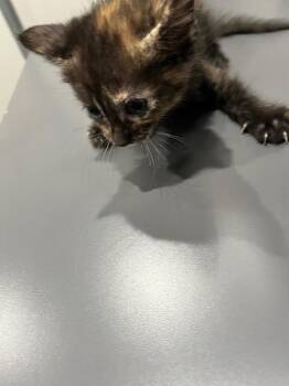 Pebbles -  Domestic Medium Hair Cat for Adoption in Benton, Arkansas - Pebbles | PetCurious