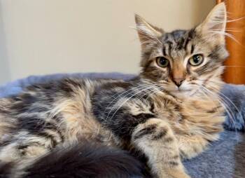 Surf City -  Domestic Long Hair Cat for Adoption in North Brunswick Township, New Jersey - Surf City | PetCurious