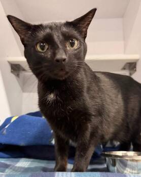 Domestic Short Hair Cats Available for Adoption in Cuyahoga Falls, Ohio - Snapper | PetCurious
