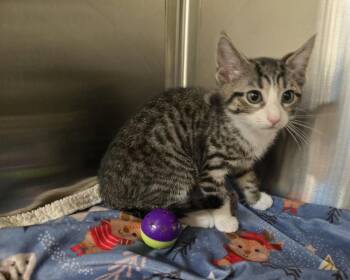 Jade -  Domestic Short Hair Cat for Adoption in Dickson, Tennessee - Jade | PetCurious