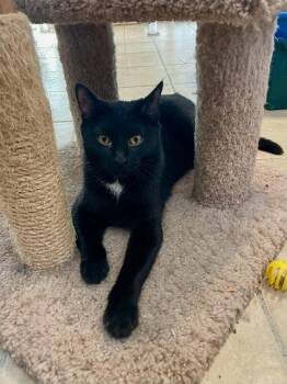 Rescue Domestic Short Hair Cats for Adoption in Lacon, Illinois - Polly | PetCurious