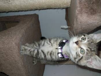 Rescue Domestic Short Hair Cats for Adoption in Aylett, Virginia - Jacqueline | PetCurious