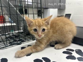 A388751 -  Domestic Short Hair Cat for Adoption in Ocala, Florida - A388751 | PetCurious
