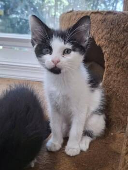 Juice -  Domestic Short Hair Cat for Adoption in Monterey, Virginia - Juice | PetCurious