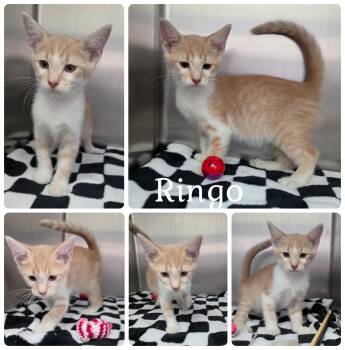 Ringo -  Domestic Short Hair Cat for Adoption in Universal City, Texas - Ringo | PetCurious