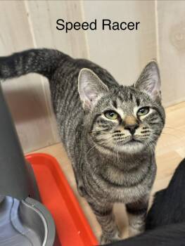 Speedracer -  Domestic Short Hair Cat for Adoption in Herndon, Virginia - Speedracer | PetCurious