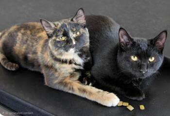 American Shorthair Cats Available for Adoption - Galaxy & Moon | PetCurious