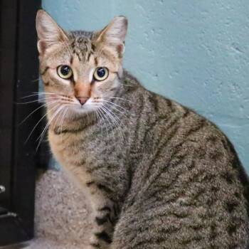 Domestic Short Hair Cats Available for Adoption - Mr. Tiger | PetCurious