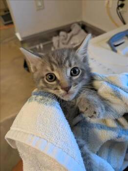 Rescue Domestic Short Hair Cats for Adoption in Sacramento, California - MILO | PetCurious