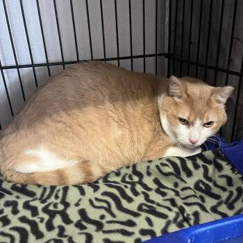 Queso -  Domestic Short Hair Cat for Adoption in Stephenville, Texas - Queso | PetCurious