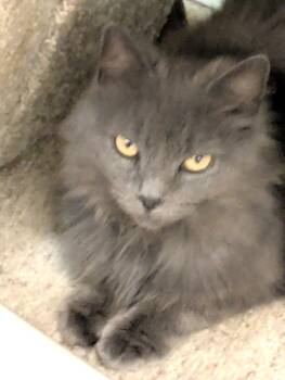 Cotton Fluff -  Domestic Long Hair Cat for Adoption in Dublin, Ohio - Cotton Fluff | PetCurious