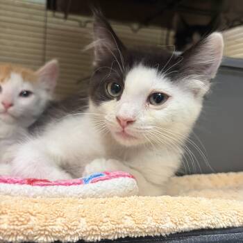 Yahtzee -  Domestic Short Hair Cat for Adoption in Charleston, South Carolina - Yahtzee | PetCurious