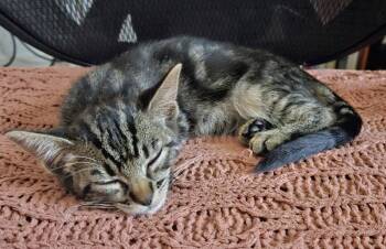 26-30 Alex -  Domestic Short Hair Cat for Adoption in St. Helens, Oregon - 26-30 Alex | PetCurious