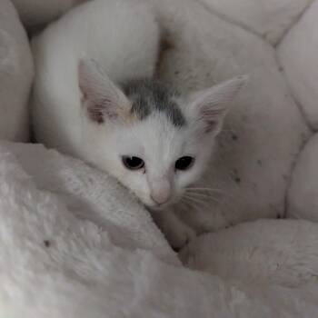Cheesecake -  Domestic Short Hair Cat for Adoption in Jeffersonville, Indiana - Cheesecake | PetCurious
