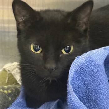 Domestic Short Hair Cats Available for Adoption - Raven | PetCurious