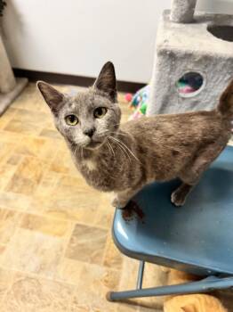 Domestic Short Hair Cats Available for Adoption in Mineral Point, Wisconsin - Jolie | PetCurious