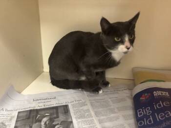 Rescue Domestic Short Hair Cats for Adoption in Atlanta, Georgia - West | PetCurious