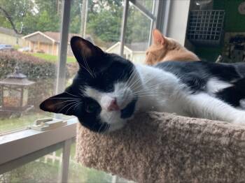 Rescue Domestic Short Hair and Turkish Van Cats for Adoption in Powder Springs, Georgia - Charlie | PetCurious