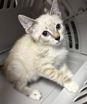 Pen 4 Hammy -  Domestic Short Hair Cat for Adoption in Lawrenceville, Georgia - Pen 4 Hammy | PetCurious