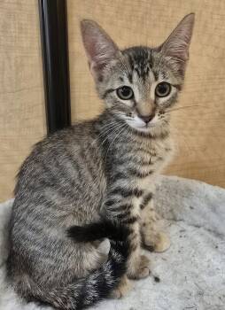 Twizzlers -  Domestic Short Hair Cat for Adoption in Rowlett, Texas - Twizzlers | PetCurious