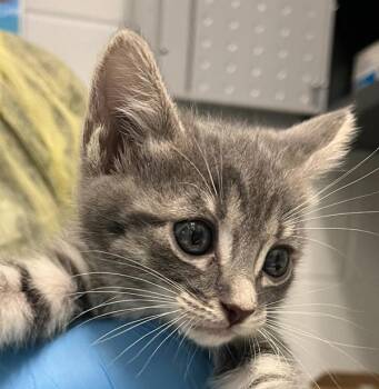 Moneypenny -  Domestic Short Hair Cat for Adoption in Golden, Colorado - Moneypenny | PetCurious
