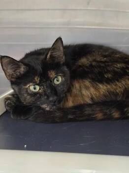 Domestic Short Hair Cats Available for Adoption in Winthrop, Maine - Sweetie Belle | PetCurious