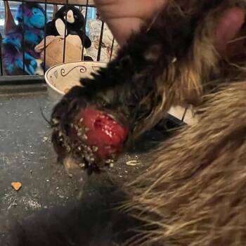 Domestic Long Hair Cats Available for Adoption - Foxie | PetCurious