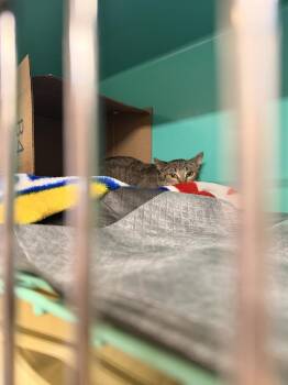 Domestic Short Hair Cats Available for Adoption - **Cat Cafe** Fruitcake | PetCurious