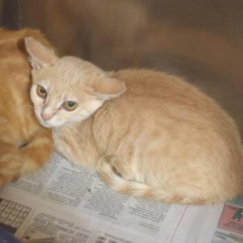 Isabel -  Domestic Short Hair Cat for Adoption in Belleville, Illinois - Isabel | PetCurious
