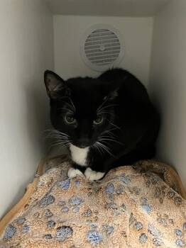 Domestic Short Hair Cats Available for Adoption in Camarillo, California - TITA | PetCurious