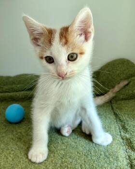 Tangerine (bonded w/ Kiwi) -  Domestic Short Hair Cat for Adoption in Oakland, California - Tangerine (bonded W/ Kiwi) | PetCurious