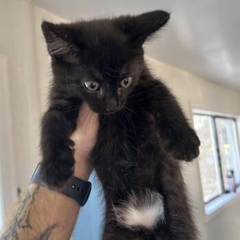Gravy -  Domestic Short Hair Cat for Adoption in Denver, Colorado - Gravy | PetCurious