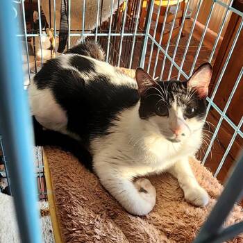 Domestic Short Hair Cats Available for Adoption in Grantsville, Utah - Cowboy | PetCurious