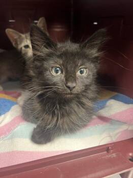 Knight -  Domestic Medium Hair and Domestic Short Hair Cat for Adoption in Morristown, New Jersey - Knight | PetCurious