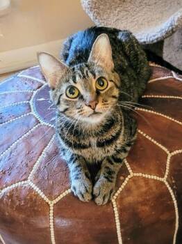 Rescue Domestic Short Hair Cats for Adoption in Cincinnati, Ohio - Miss Piggy | PetCurious