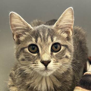 Missy -  Domestic Short Hair Cat for Adoption in Nashville, Tennessee - Missy | PetCurious