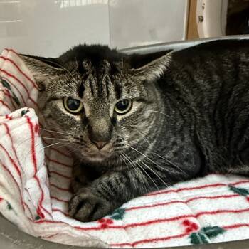 Rescue Domestic Short Hair Cats for Adoption in Pittsburgh, Pennsylvania - Pocket | PetCurious