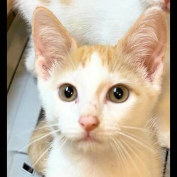 Chaos -  Domestic Short Hair Cat for Adoption in Port Neches, Texas - Chaos | PetCurious
