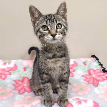 Rescue Tabby Cats for Adoption in Marshfield, Wisconsin - Cindy | PetCurious