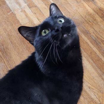 Rescue Domestic Short Hair Cats for Adoption in Decorah, Iowa - Esmerelda | PetCurious